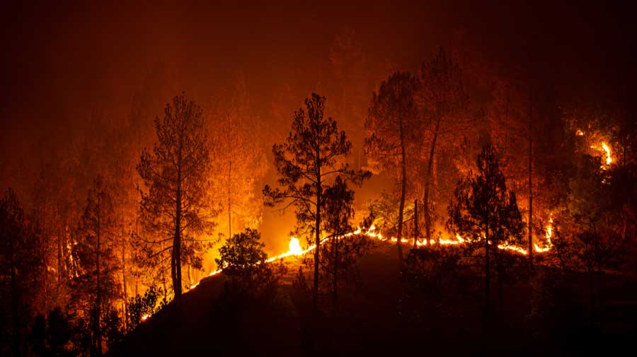 Wildfires are not uncommon. In fact, they are an important part of maintaining the ecological balance in certain forested habitats. However, this naturally-occurring event has reached alarming proportions on account of catalysts. 