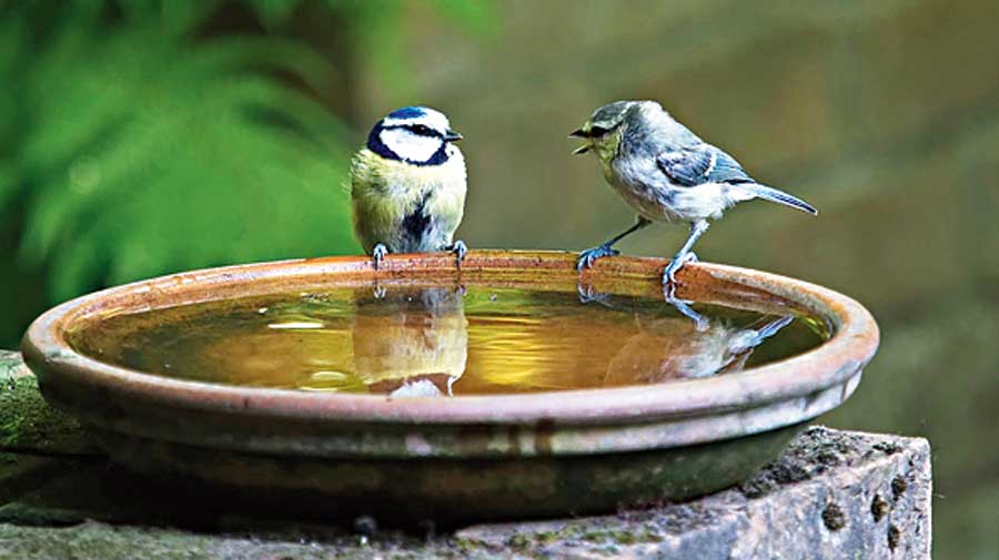 As temperatures continue to rise outside with little to no sign of respite in the form of summer storms, birds and animals are increasingly at risk of dying from thirst.