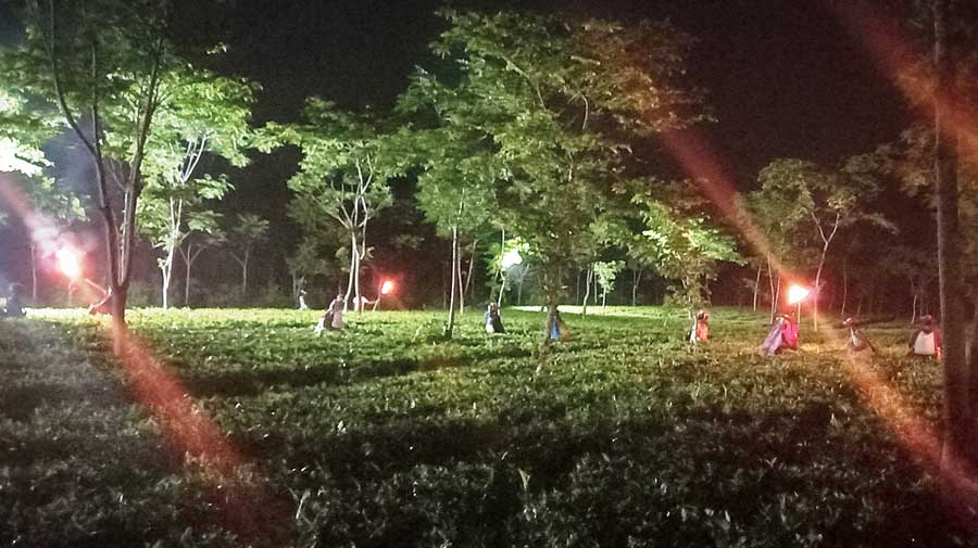 With the help of country torches, workers plucks tea leaves at Majherdabri on Monday night. 