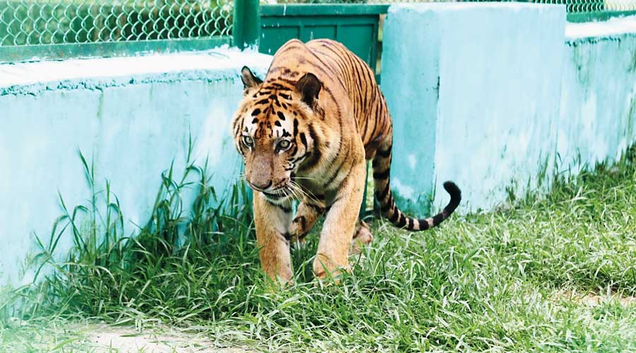 Bengal Tiger Line celebrates 30 years