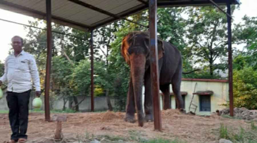 One of the two rescued elephants at the Dalma wildlife sanctuary on Saturday. 