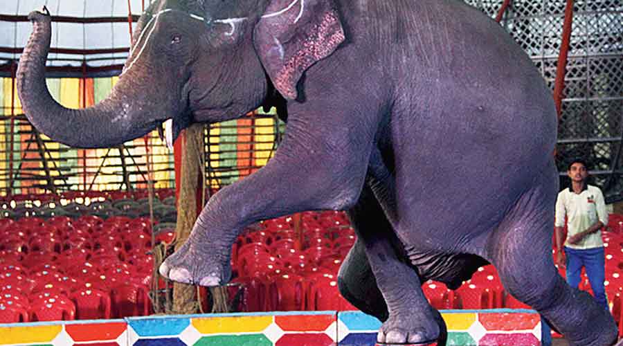Delhi High Court - Delhi High Court asks Animal Welfare Board of India to  file affidavit on status of circus animals - Telegraph India