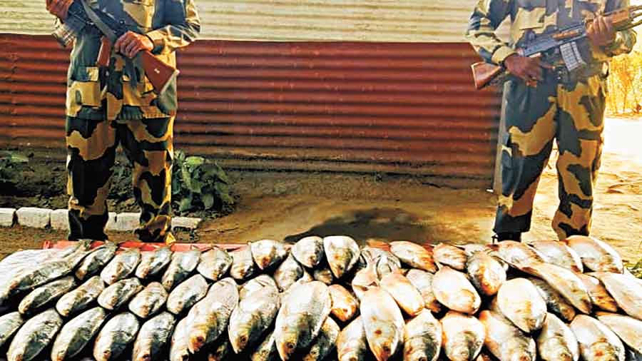 Smuggled 250kg hilsa seized at border