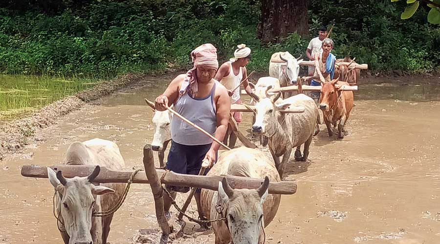 Satyanand Bhokta ploughs the field at Kari village in Jharkhand’s Chatra district.