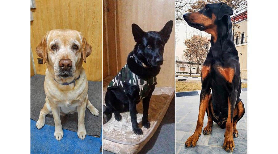 The ITBP sniffer dogs Maya, Ruby, and Bobby have returned to India from Afghanistan