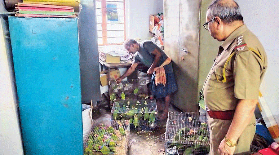 The parakeets recovered from Jogbani Express at Malda town station on Friday.