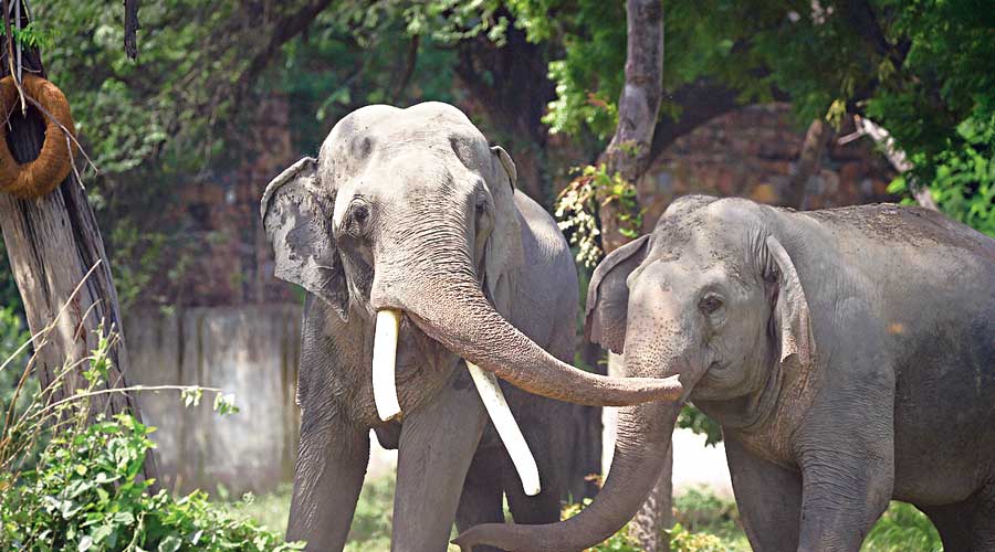 Elephants at Delhi zoo on August 14