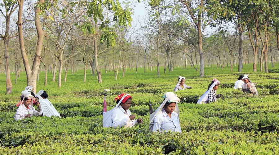 A tea garden on the outskirts of Siliguri.