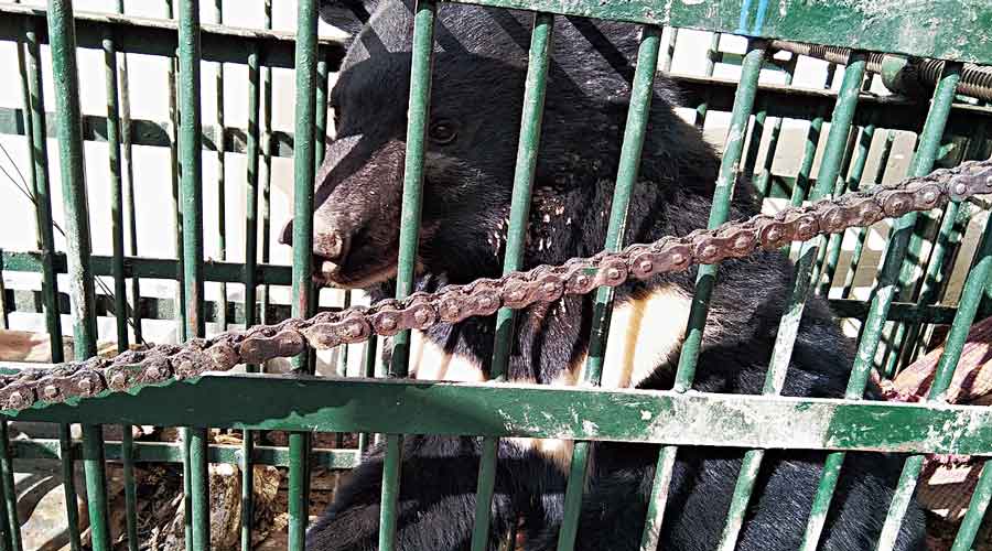 The Himalayan black bear that was rescued  in Gangtok on Tuesday.