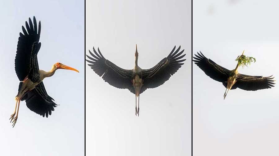 A trio of painted storks