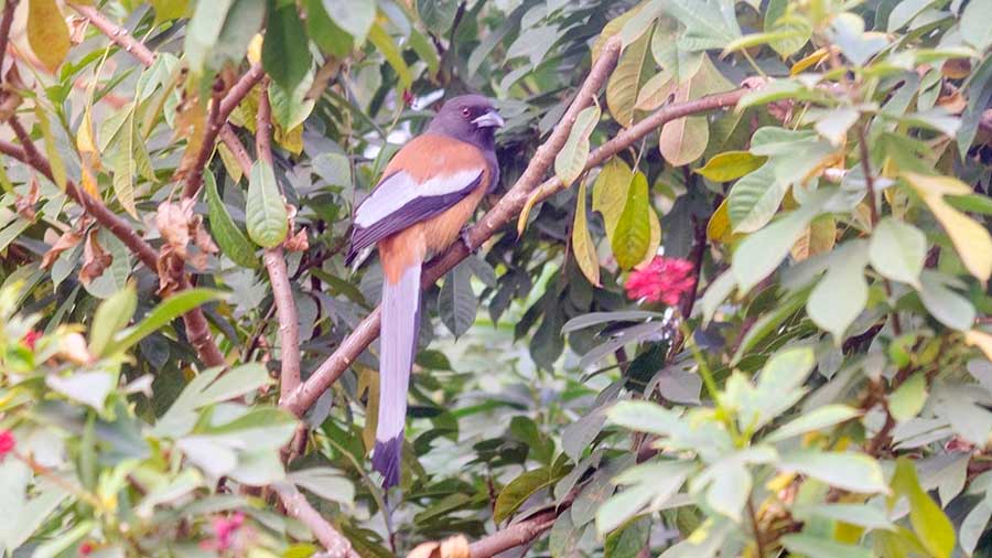 A rufous treepie 