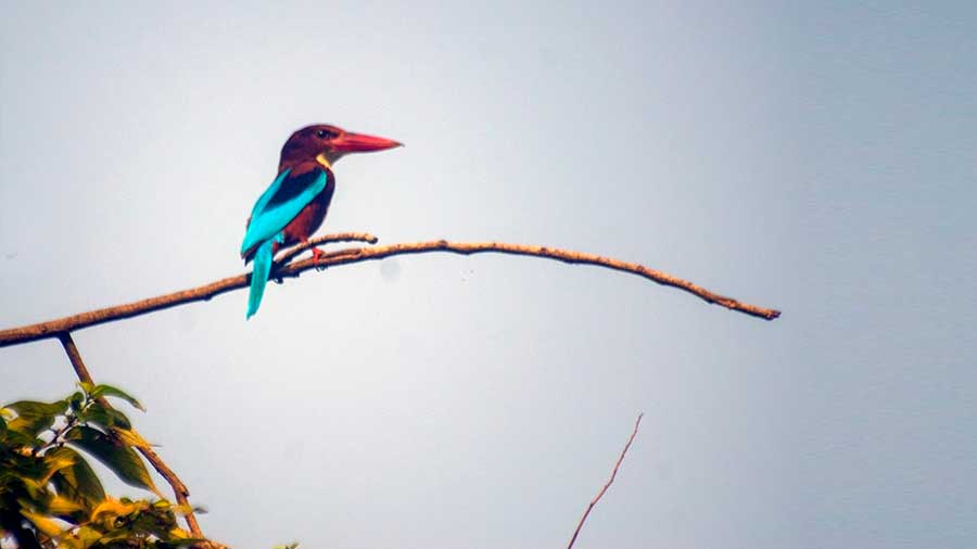 A white-breasted kingfisher