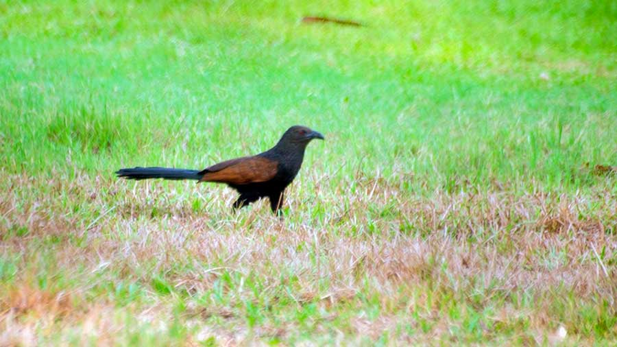 A greater coucal 