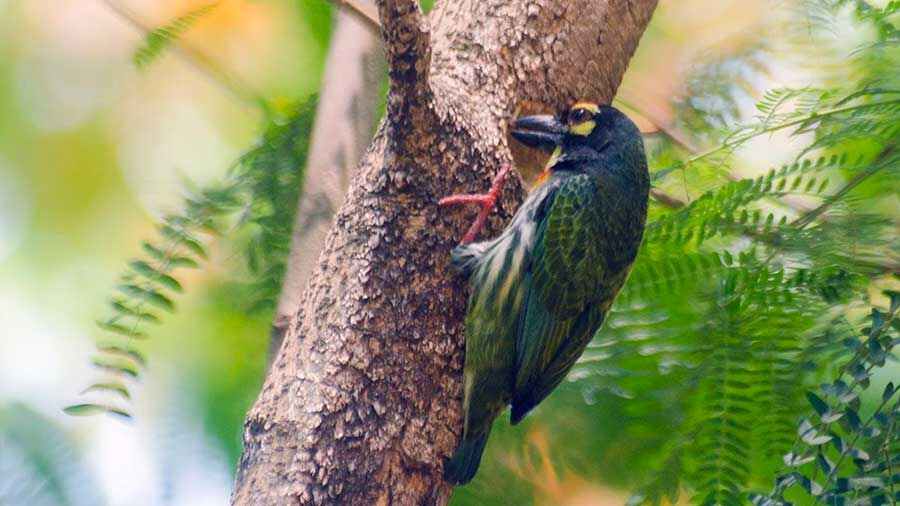 A coppersmith barbet 