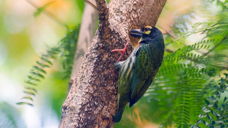 A coppersmith barbet 