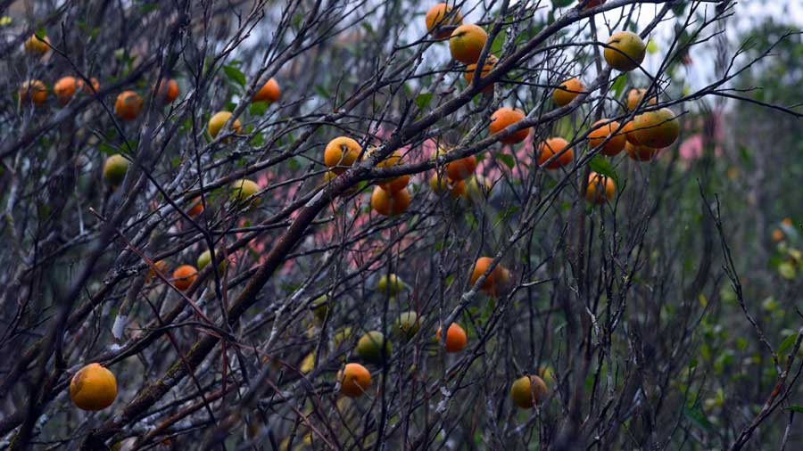 Winter is the best time to see the orange orchards of the region