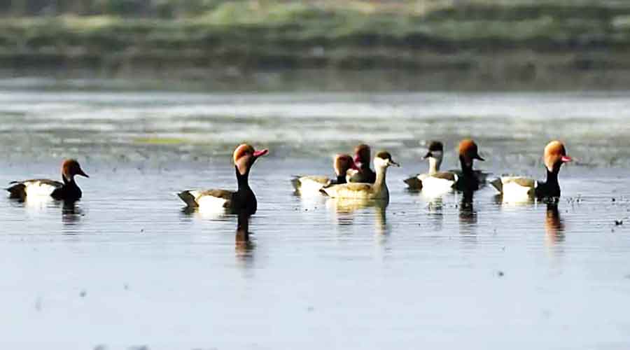 Red-crested Pochard at the Purbasthali lake in Purba Bardhaman district.