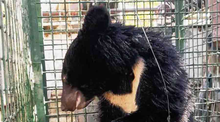 The Himalayan black bear after it was rescued. 
