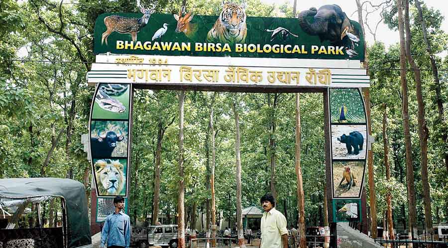 The MoU, worth Rs 36 lakh, will see the coal major adopting the animals for a period of three years at Bhagwan Birsa Biological Park at Ormanjhi, around 20km from Ranchi.