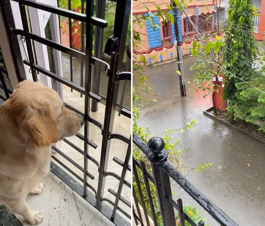 A cute pet’s morning walk is upset by a waterlogged road outside its window in New Garia on the southern fringes of Kolkata on Monday morning