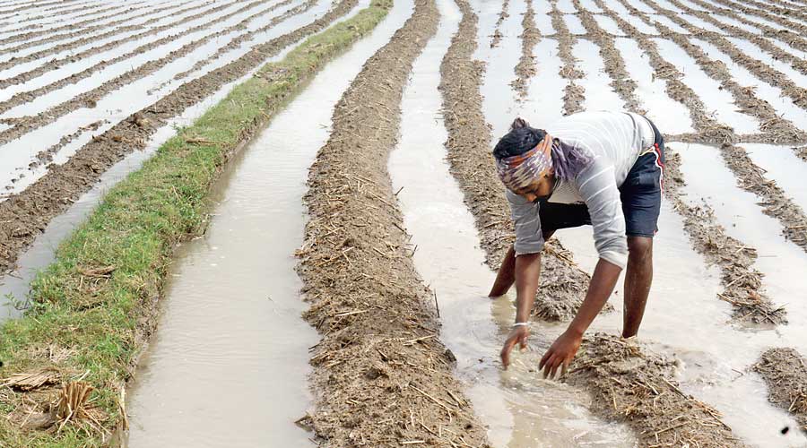 A flooded agricultural field in Hooghly district’s Goghat on Monday.