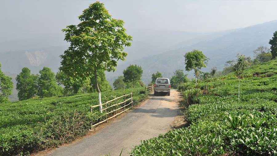 Driving through Ambootia tea gardens