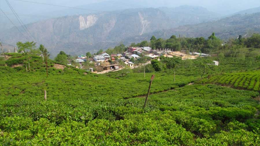 The hills of Kurseong are swathed with tea gardens