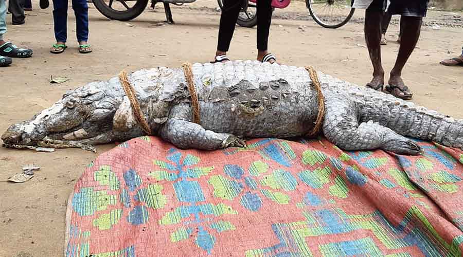 The carcass of a crocodile was washed ashore from the Hooghly in Serampore on Tuesday morning. 