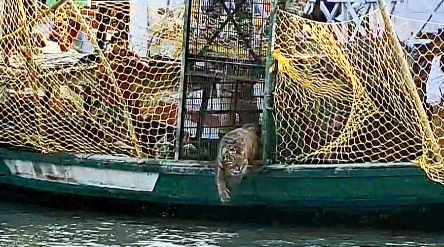 The tiger jumps out of the trap cage on the trawler on Wednesday