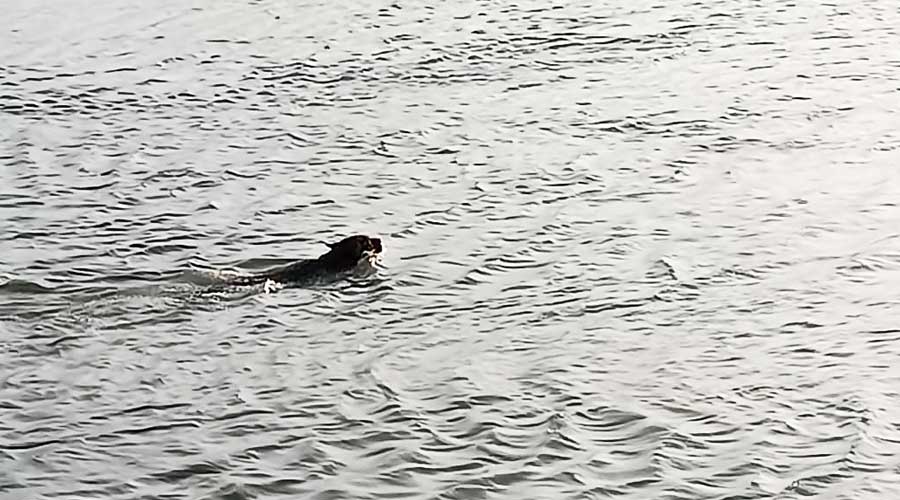 The tiger swims across a creek after being released at the edge of the Dhuliabasani forest in the Sunderbans on Wednesday afternoon. 