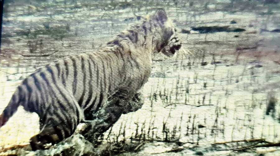 The tiger runs across the river bank