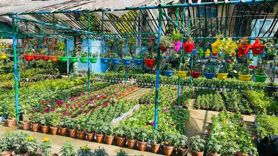 The 2.5-acre Jodhpur Park Nursery is filled with a variety of flowering and foliage plants ready for sale