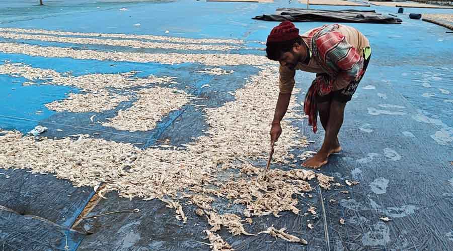 A fisherman works at a dry fish unit at Sagar Island in South 24-Parganas on Thursday.