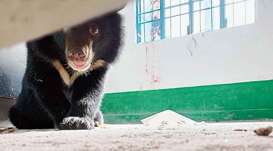 A Himalayan black bear sneaked into a marriage hall at Malbazar town in Jalpaiguri on Thursday. 