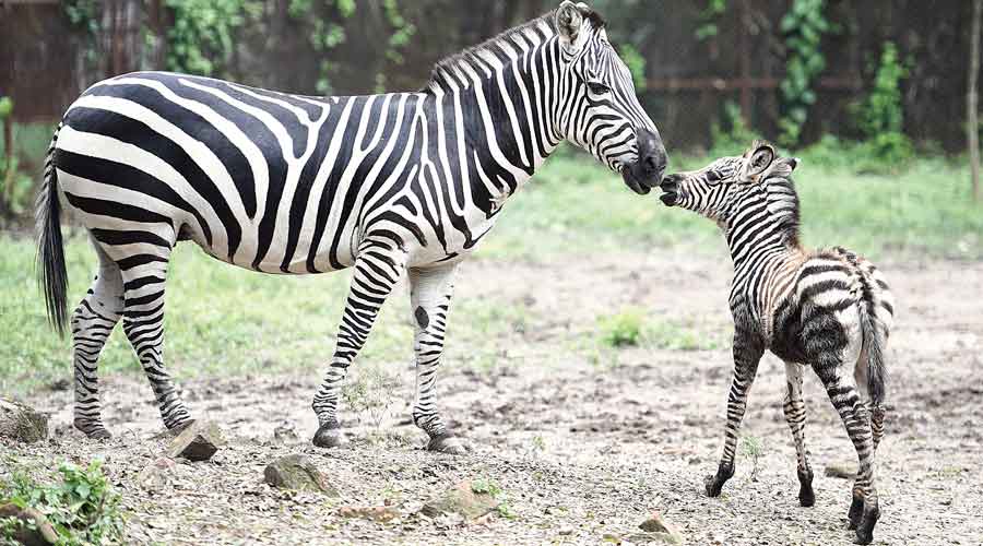 zoo - Zebra herd welcomes newest member in Alipore zoo - Telegraph India