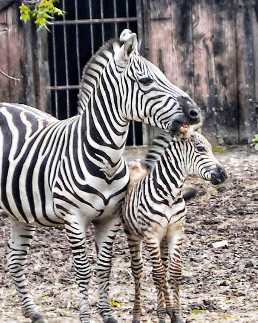 WELCOME: A newborn zebra at the Alipore zoo in Kolkata on Thursday, December 9. The foal was kept separated from the rest of the herd since it was born on November 20. It was reunited with its peers on Thursday. The latest addition takes the herd count to 8