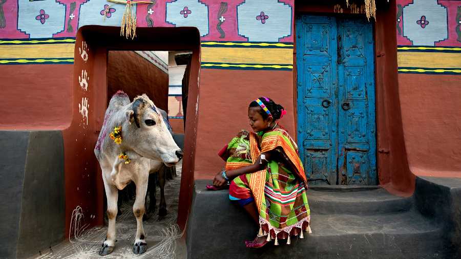 COW HEARD: The Santhals of Purulia celebrate Sohrai, a harvest festival. They decorate their homes using natural dyes. They also worship their cattle. Sudipto Das, who took this photograph, says, “Now cement structures are replacing the mud huts. There is no room for olden customs.” Can the cow with the liquid eye smell the change in the air?