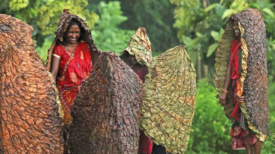 OLD LEAVES: One-day last monsoon, a group of tribal women in Purulia were returning from the fields when the rains came down. But they had on the ghong, their cape made of kenda leaves. Says Somenath Mukhopadhyay, who took the photograph, “It takes a long time to make these but they last a couple of years. They are heavy and present generations don’t have the strength to handle the weight of this traditional cape. They prefer to use plastic instead.”