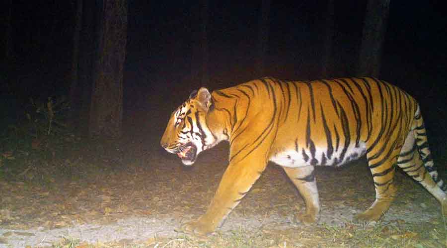 The second picture of the royal Bengal tiger  clicked by a trap camera in the Buxa reserve. 