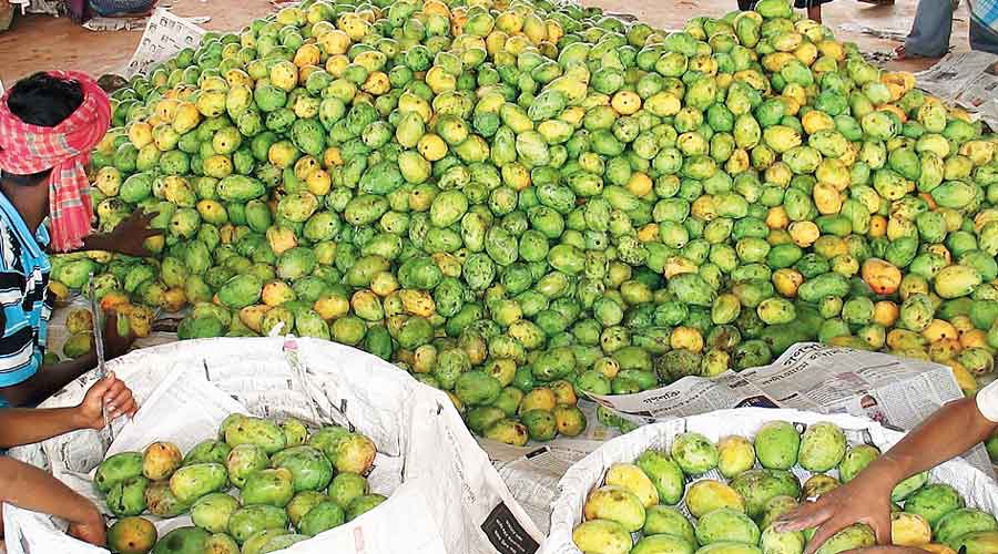 Mangoes being packed at a centre  in Malda district.