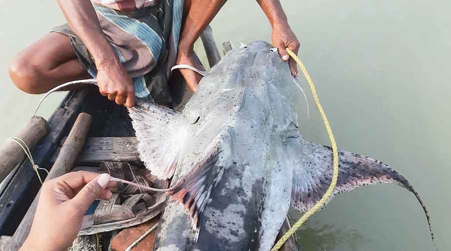 The huge bony fish was first spotted by fisherman Sakha Burman, a resident of Nrisinhapur of Santipur.