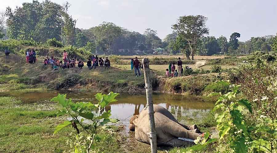 The carcass of one of the dead elephants in  Assam’s Karbi Anglong.