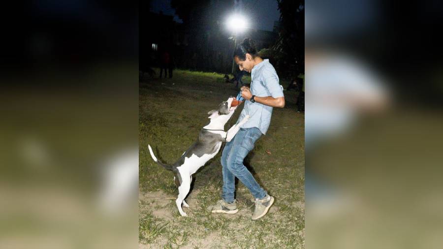 Wanna bite? Ashley, the Pit Bull, had visitors floored by her skill and discipline. She jumped high and caught the toy Shreyaans Singh brandished but when asked to, sat down instantly without a word. “This breed is indeed aggressive so I encourage them to bite toys. Then they stay away from furniture or skin,” said Shreyaans, his owner who is also a canine trainer. 