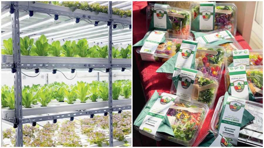 (L-R) Hydroponics is where farming is done without soil. It is a water-based organic venture, where crops are produced with the use of mineral nutrients solely, usually in a controlled environment, Gourmet Greens salad boxes