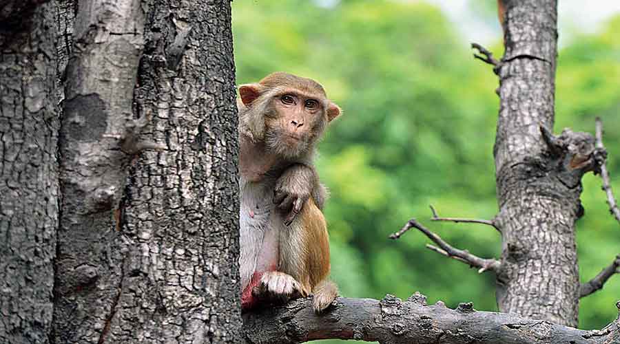 G20 summit's plan to scare off monkeys by mimicking their 'natural