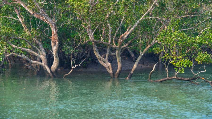 The mangroves of Sundarban