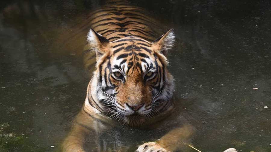 royal-bengal-tiger - Tiger's presence stokes fear among villagers, nets  installed - Telegraph India