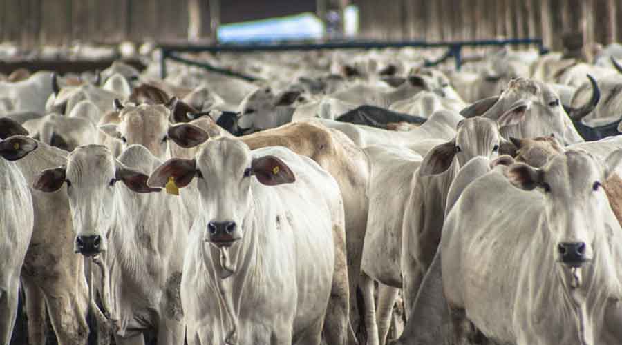 The Assam Cattle Preservation (Amendment) Bill, 2021, has also given the green light to inter-district movement of cattle for animal husbandry and agriculture, barring districts along the international border.