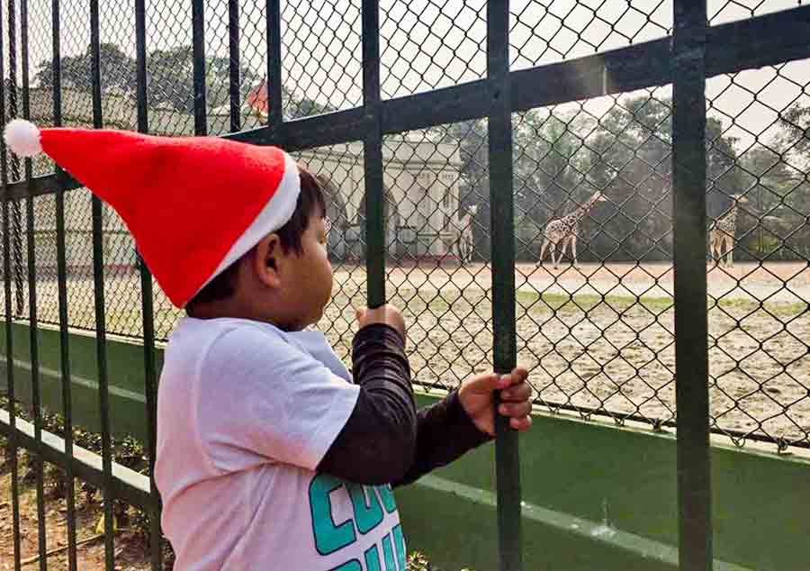 A child sporting a Santa cap is mesmerised by a flock of giraffes at Alipore zoo on December zoo. The Kolkata zoo is a major draw for picnic enthusiasts transcending age groups during Christmas every year