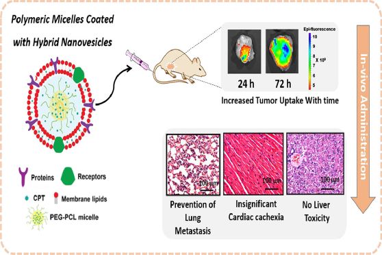 Graphic concept of the technology developed by Neetu Singh and Sahil Malhotra from the Centre for Biomedical Engineering.